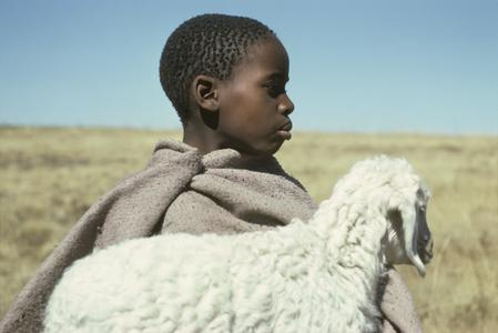 People of South Africa : Sotho boy with sheep