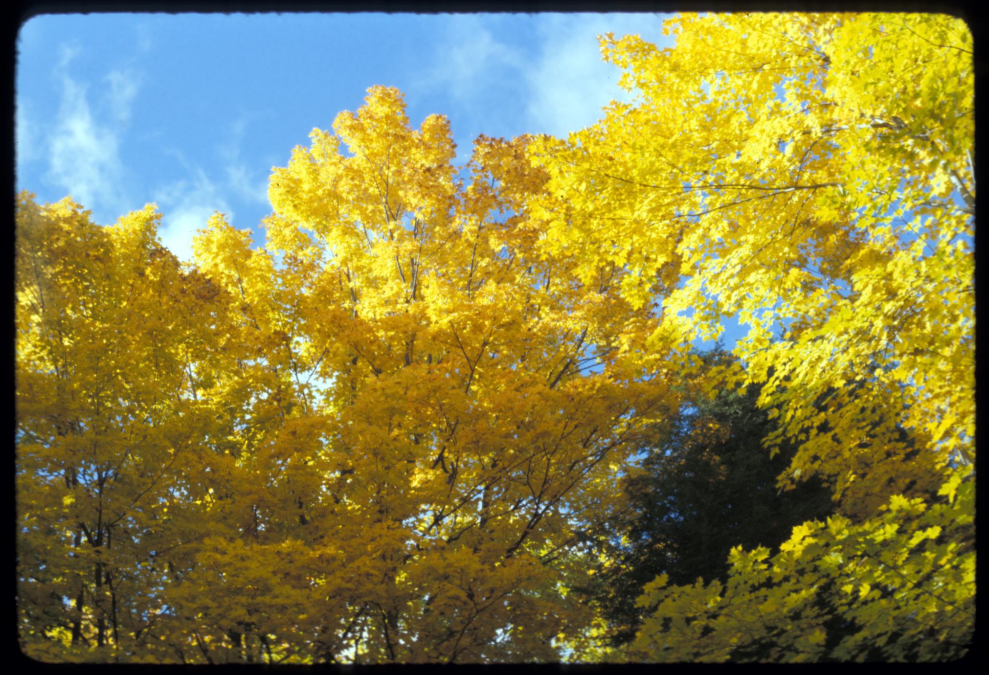 Sugar maple - fall color with hemlock