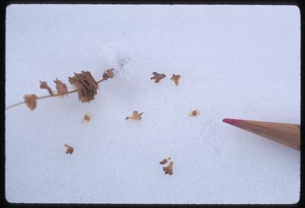 White birch seeds on snow