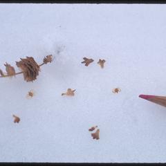 White birch seeds on snow