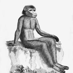 Barbary Ape