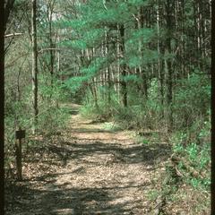 Leopold Pines trail, University of Wisconsin–Madison Arboretum