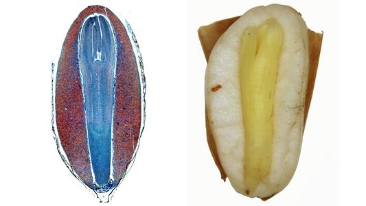Composite of longitudinal section and dissected pine seed