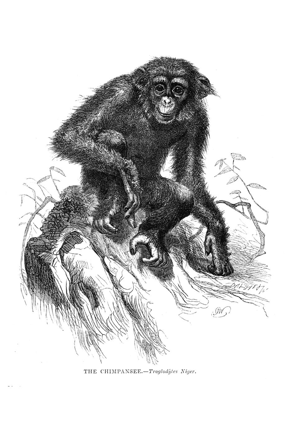 The Chimpansee