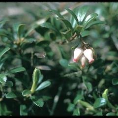 Bearberry in bloom at Gasser Sand Barrens