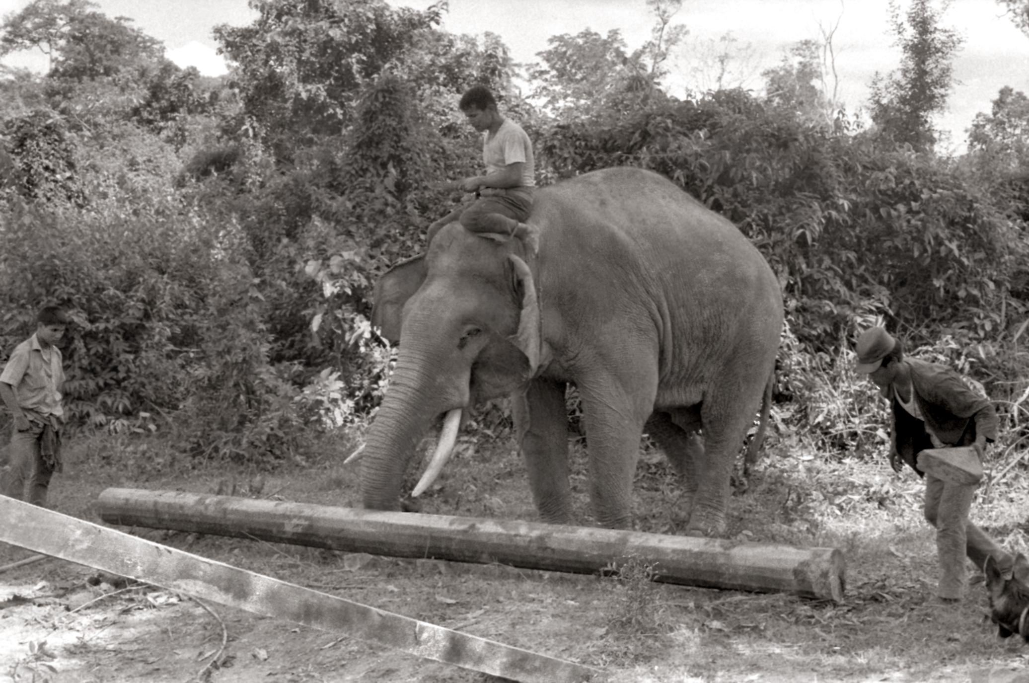 Elephant with log 2