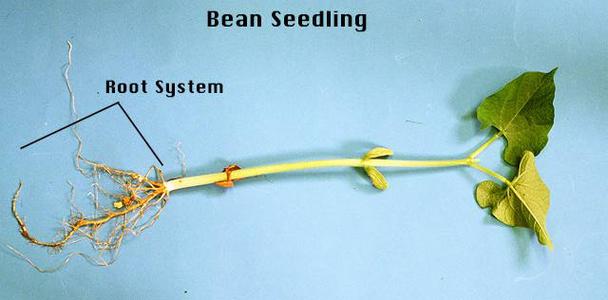 Bean seedling with root system labeled