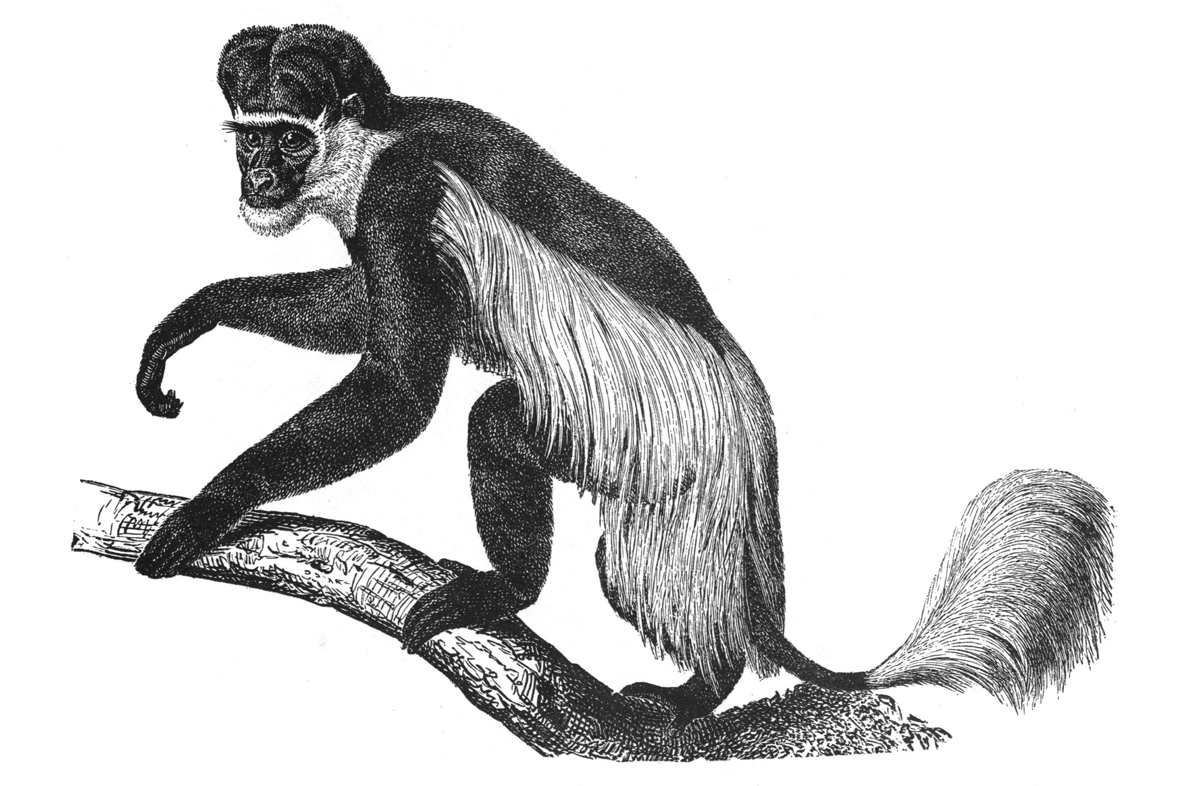 Colobus Monkey - UWDC - UW-Madison Libraries