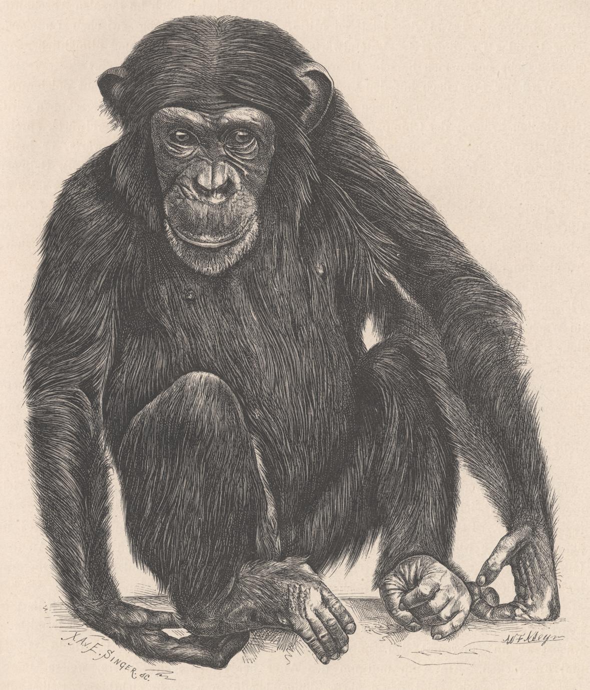 Junger weiblicher Chimpanse
