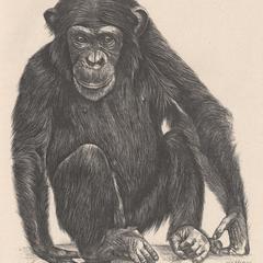 Junger weiblicher Chimpanse