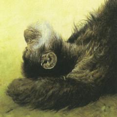 A Detail of Chimpanzee