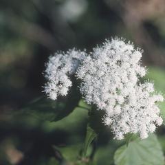 A species of Eupatorium, common in cloud forest clearings