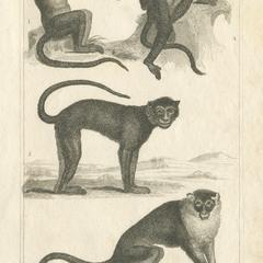 Bonnet Macaque, Mangabey, Diana Monkey, and Moustached Guenon Print