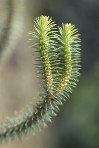 Close-up of a clubmoss on road cut east of Nahuala