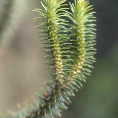 Close-up of a clubmoss on road cut east of Nahuala