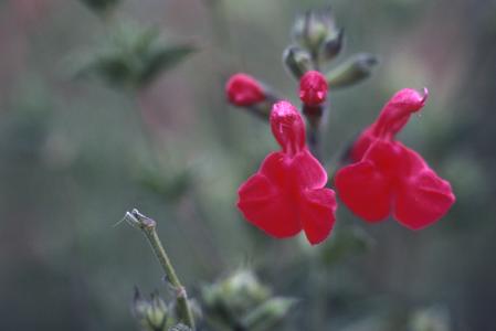 Flowers of a Salvia species, cultivated at Santiago del Monte