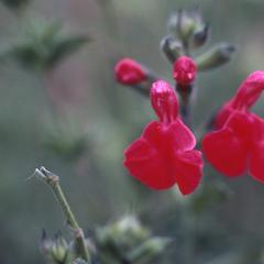 Flowers of a Salvia species, cultivated at Santiago del Monte