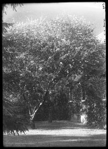 Kemper Hall - cloister, tree in blossom