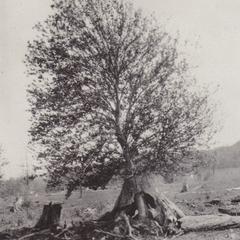 1918 Training camp - birch in pine stump