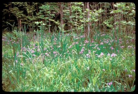 Wild iris in wetland