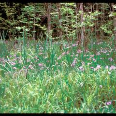 Wild iris in wetland