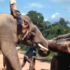 Working elephant 2