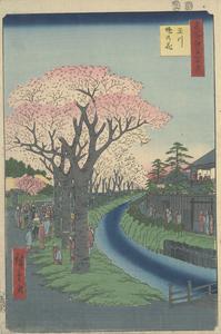 Cherry Trees in Bloom along the Tama River Embankment, no. 42 from the series One-hundred Views of Famous Places in Edo