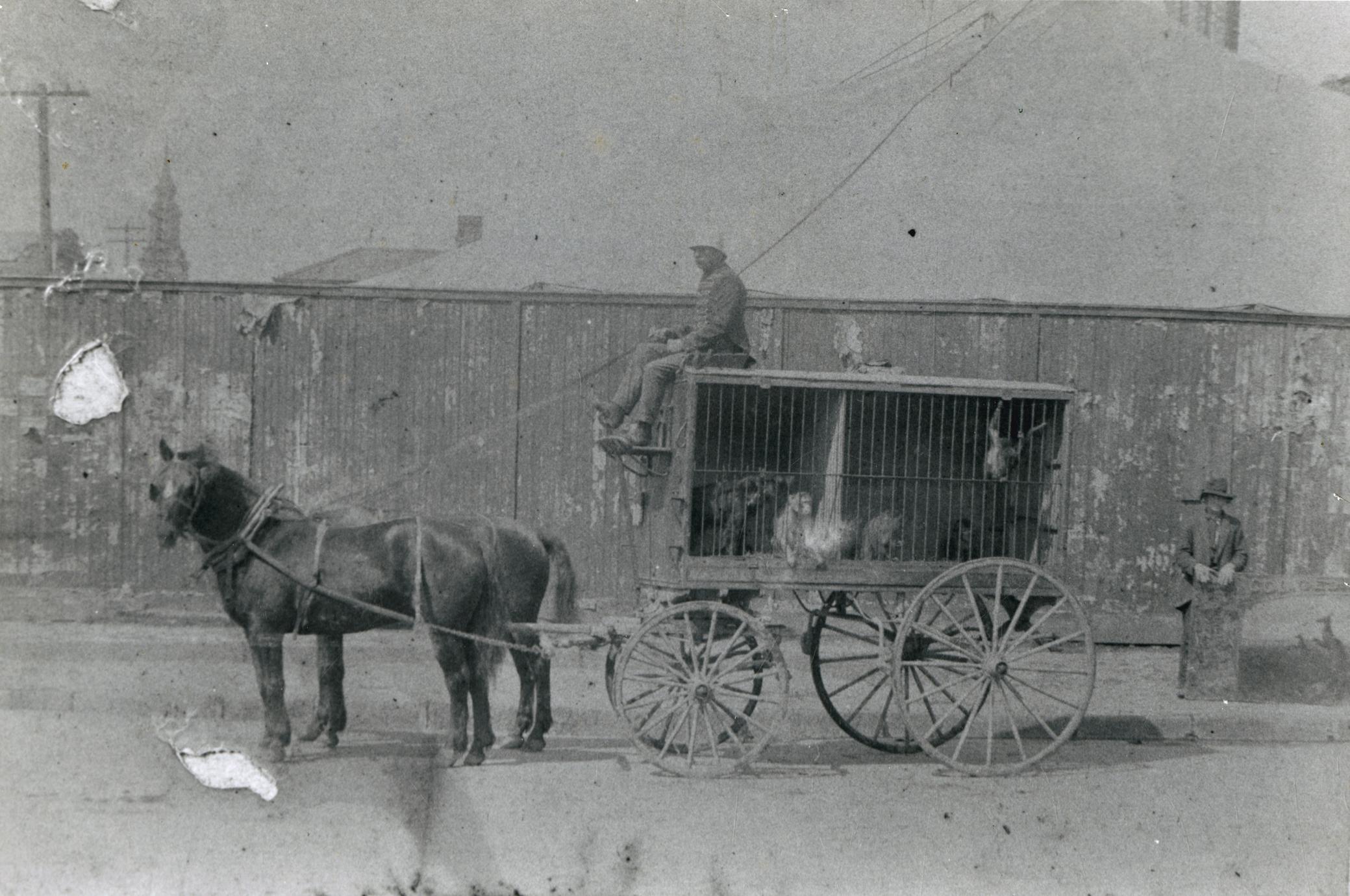 Circus monkey wagon drawn by a horse