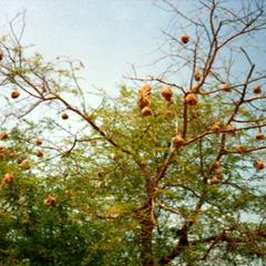 Nests of Weaver Birds in a Tree