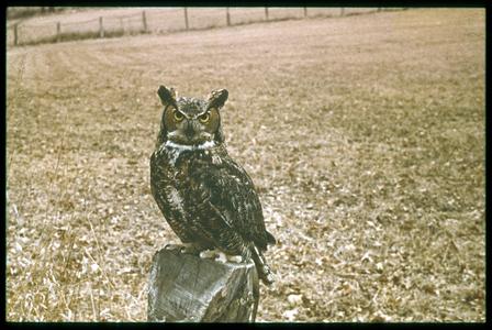 Great horned owl perched on a fence post