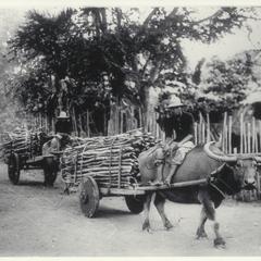 Carabao cart hauling wood, 1926