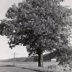 Champion white oak