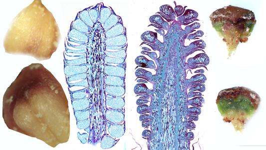 Composite of male and female pine cones with dissected microsporophylls on the left and seed scale complexes on the right