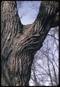 Bur oak bark