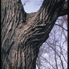 Bur oak bark