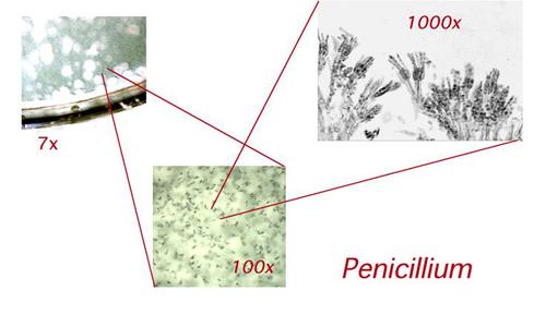 Composite of Penicillium