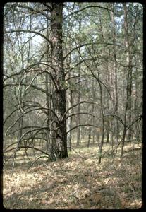Large jack pine in Necedah Oak-Pine Forest, State Scientific Area