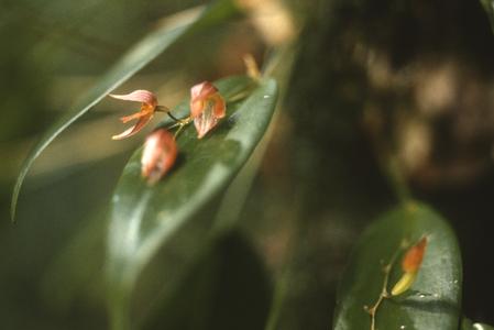 Orchid along Sendero Nuboso, Monteverde Reserve