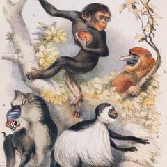 Primate Group Print