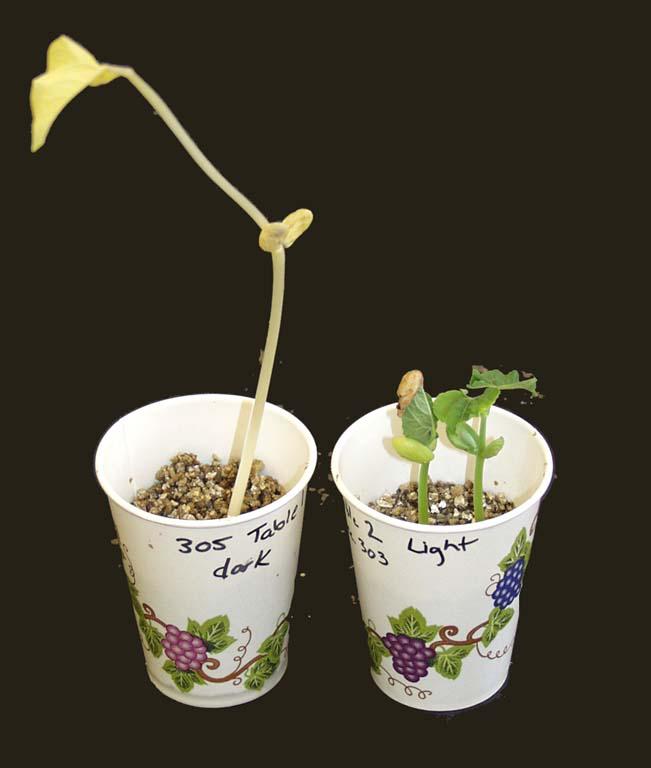 Etiolation - dark grown and light grown plants