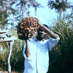 Cluster of Palm Nuts Used to Make Palm Oil