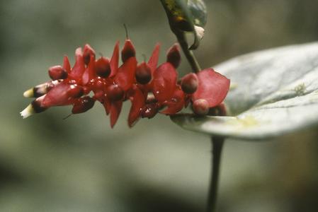 Flowers and fruits of an Ericaceae along Sendero Nuboso, Monteverde