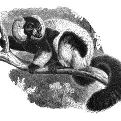 Black and White Ruffed Lemur Print