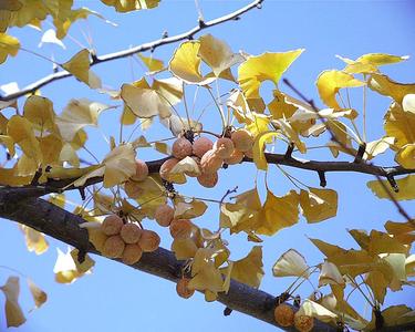 Ginkgo biloba - bough in fall color with ripe ovules