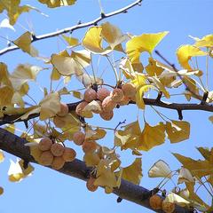 Ginkgo biloba - bough in fall color with ripe ovules