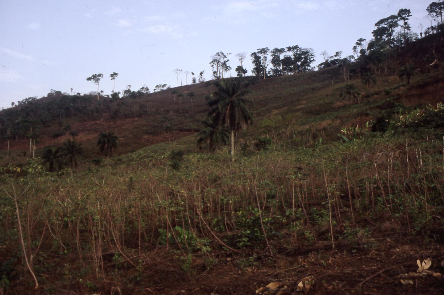 Ilesa land and vegetation