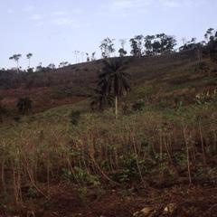 Ilesa land and vegetation