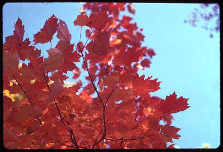 Red maple fall color