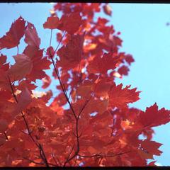 Red maple fall color