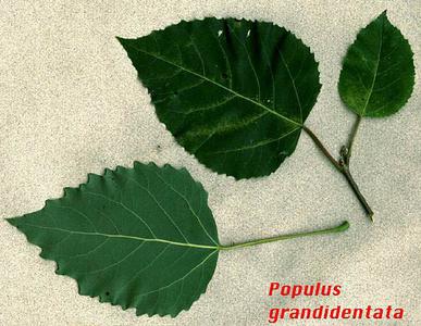 Pinnately veined leaf with toothed margins of large leaf aspen